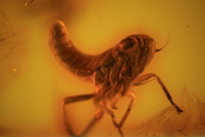 Fossil Cicada (Auchenorrhyncha) Larva In Baltic Amber #73348